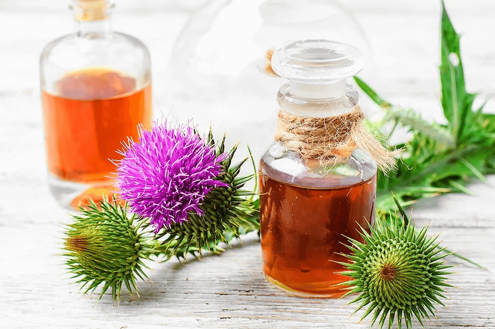 Whatis-milk-thistle-good-for